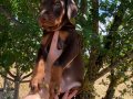 KIZIL KİNG DOBERMAN YAVRULAR 