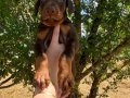 KIZIL KİNG DOBERMAN YAVRULAR 