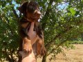 KIZIL KİNG DOBERMAN YAVRULAR 