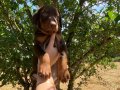 KIZIL KİNG DOBERMAN YAVRULAR 