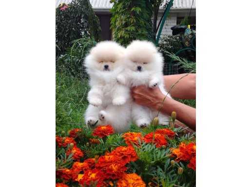 2 aylik pomeranian boo