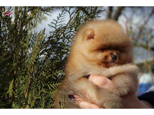 2 aylik pomeranian boo