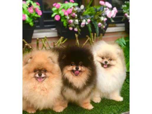 Secereli pomeranian boo 