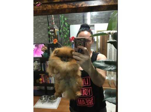 Secereli pomeranian boo 