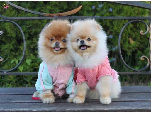 Serçeleri pomeranian Boo