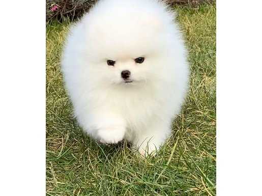 Sercereli pomeranian boo 