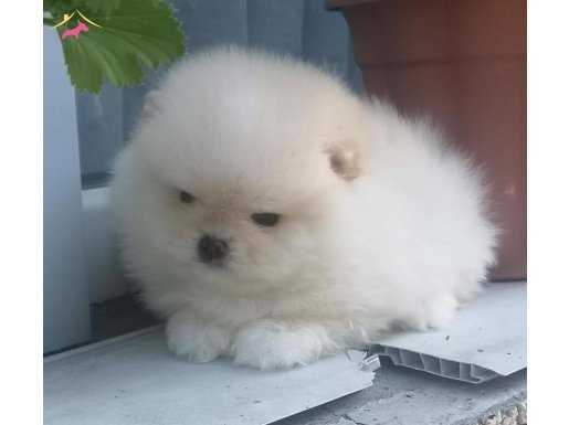 Sercereli pomeranian Boo 