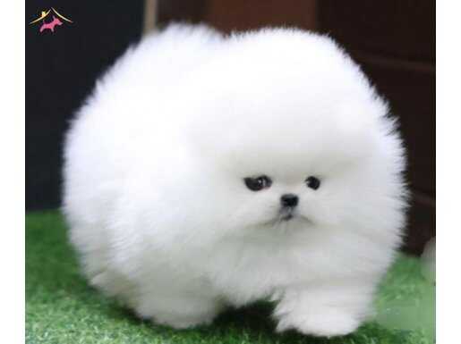 Safkan Gerçek Pomeranian Boo 