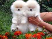 2 aylik pomeranian boo