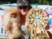 2 aylik pomeranian boo 