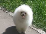 1yaş erkek secereli pomeranian 