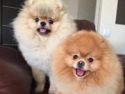 Secereli pomeranian boo 