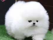 Safkan Gerçek Pomeranian Boo 