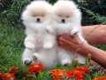 2 aylik pomeranian boo