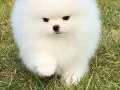 Sercereli pomeranian boo 