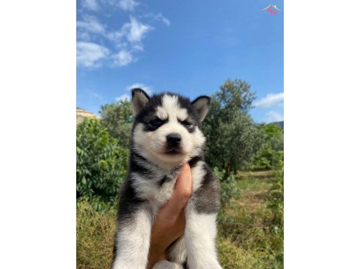 Irk garantili Husky yavrularımız 