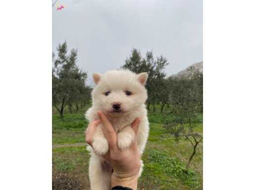 Irk garantili Samoyed yavrularımız 