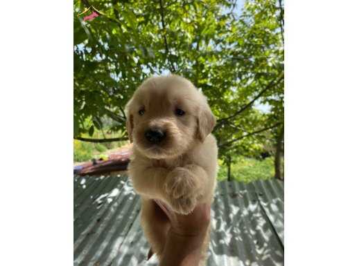 A kalite bebek yüzlü golden yavrularımız