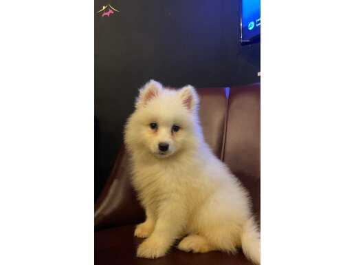 Ağa kalite Samoyed yavrularımız