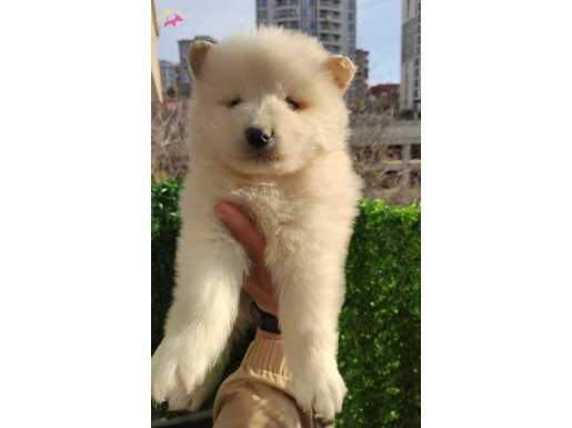 Pamuk tüylü Samoyed yavrularımız