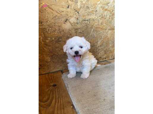 Kore maltese Terrier yavrularımız