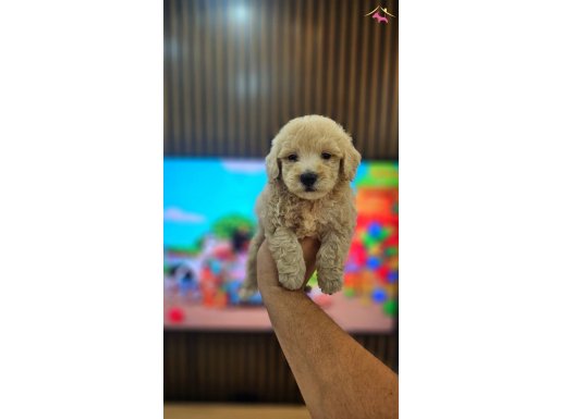 A KALİTE UYGUN MALTİPOO YAVRULARIMIZ 