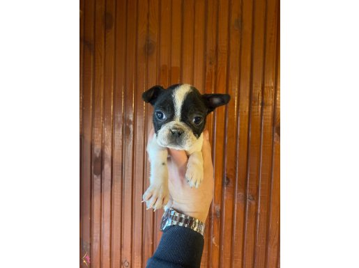 Irk garantili French yavrularımız 