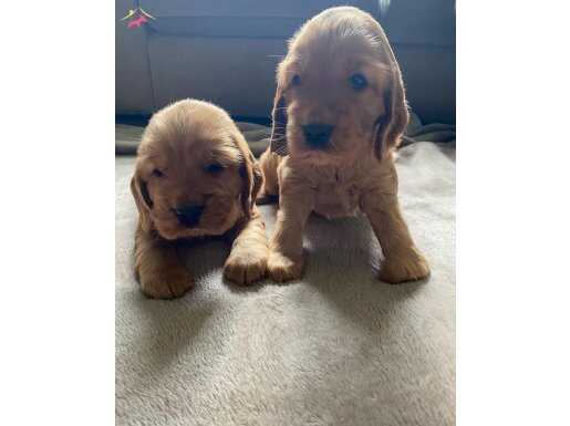 Cocker yavrularımız 