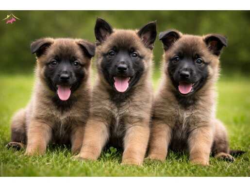 Kaliteli insanlara kaliteli yavrular 