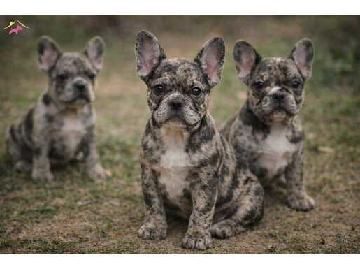 Merle Özel Renk Fransız Bulldog Yavruları Köpek Dünyası