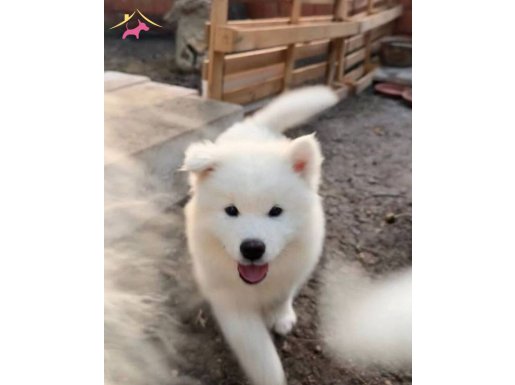 Şecere Garantili Gülen Yüz Samoyed Yavruları