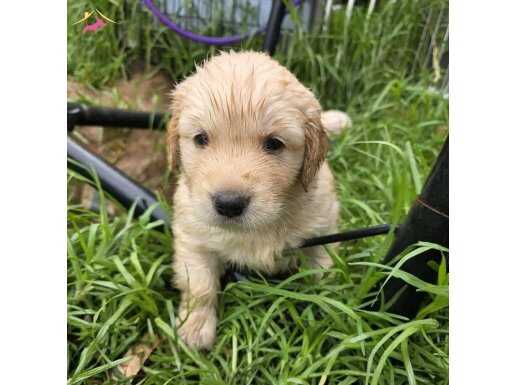 Sevgi Dolu Golden Retriever Dostlarınız