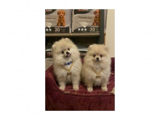 Pamuk Tüylü Pomeranian Yavrularımız Yeni Sahiplerini Bekliyor