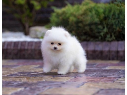Uygun ırk garantili pomeranian boo yavrular 