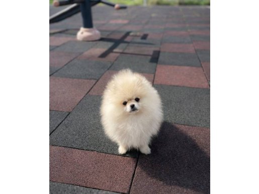 Safkan bebeklerimiz yeni ailelerini bekliyor