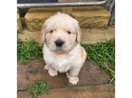 Maltepe’nin En Uysal Golden Yavrusu Sizi Bekliyor