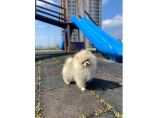 Irk garantili Pomeranian boo yavrularımız 