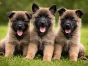 Kaliteli insanlara kaliteli yavrular 