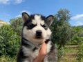 Irk garantili Husky yavrularımız 