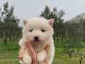 Irk garantili Samoyed yavrularımız 
