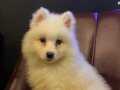 Ağa kalite Samoyed yavrularımız