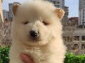 Pamuk tüylü Samoyed yavrularımız