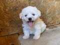 Kore maltese Terrier yavrularımız