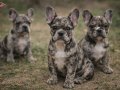 Merle Özel Renk Fransız Bulldog Yavruları Köpek Dünyası