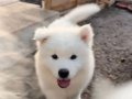 Şecere Garantili Gülen Yüz Samoyed Yavruları