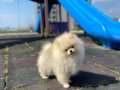 Irk garantili Pomeranian boo yavrularımız 