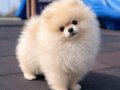 Kartopu Suratlı Pomeranian Boo Yavrumuz