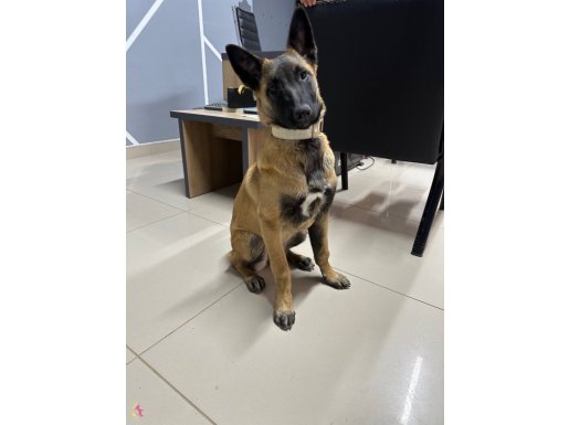 Zeki ve Atletik Dişi Belçika Kurdu | Temel Eğitimli Sosyal Partner