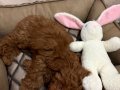 3.5 Aylık Erkek Toy Poodle