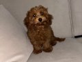 3.5 Aylık Erkek Toy Poodle